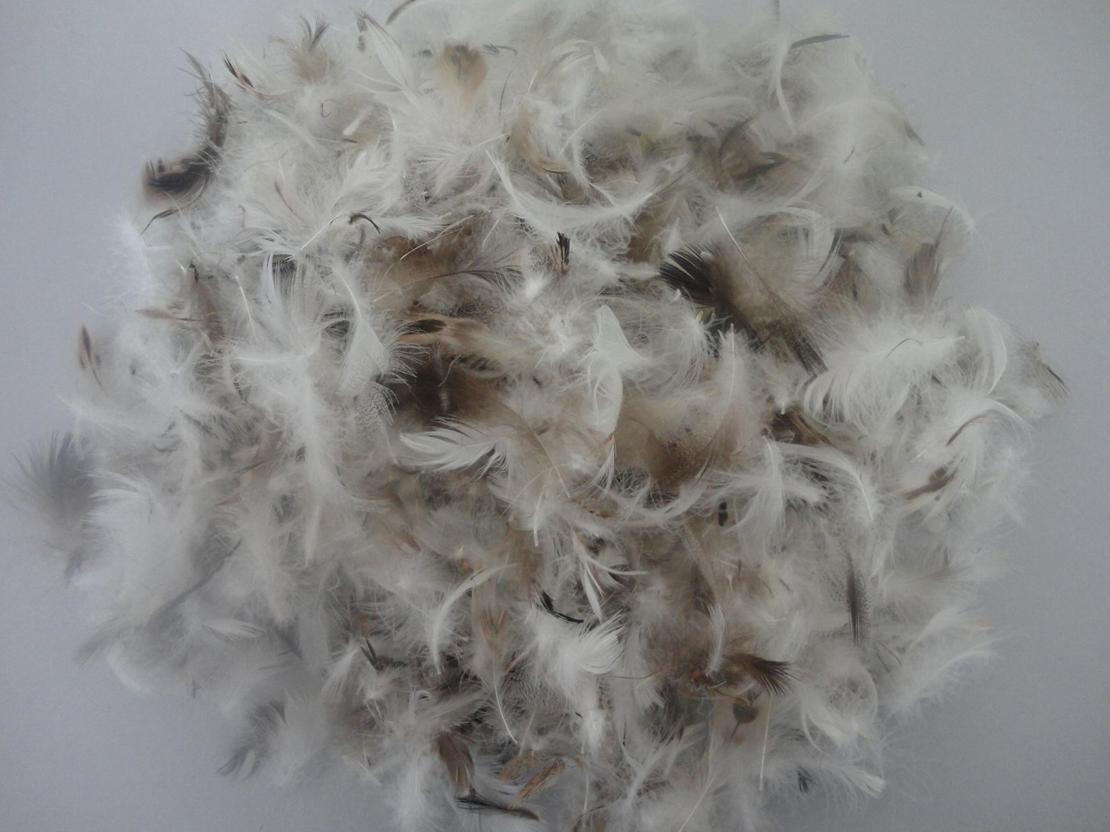 2-4cm/4-6cm Washed Grey duck feather  3