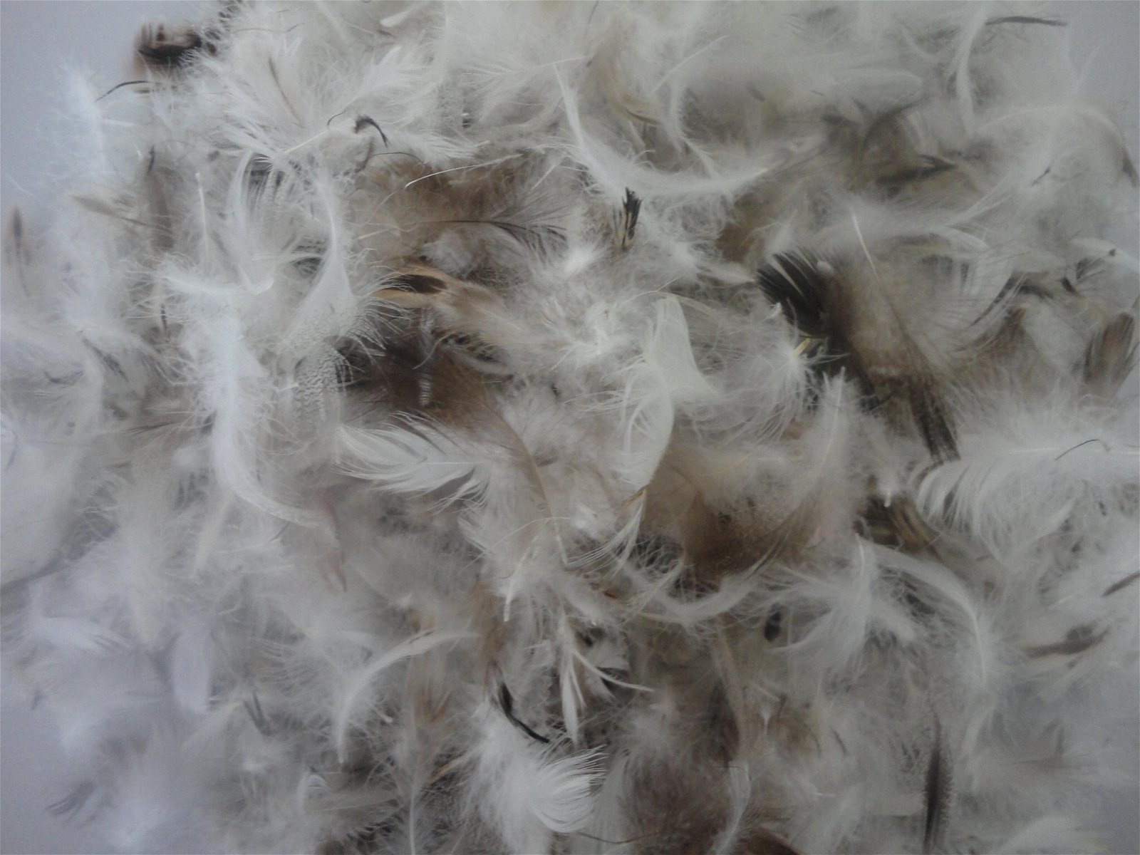 2-4cm/4-6cm Washed Grey duck feather  2