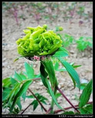 Flowers Peony - Chunliu