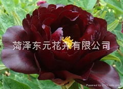 Japanese Peony - early Ukrainian