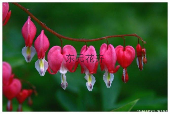 Chinese Peony - Dicentra