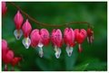 Chinese Peony - Dicentra 1