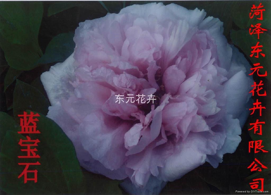 中国牡丹 蓝宝石 东元花卉 中国山东省贸易商 花卉种子 种苗 园艺产品 自助贸易