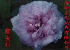 Chinese Peony - Sapphire