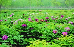 TECO Flower Co., Ltd. Heze TECO Flower Co., Ltd. Heze