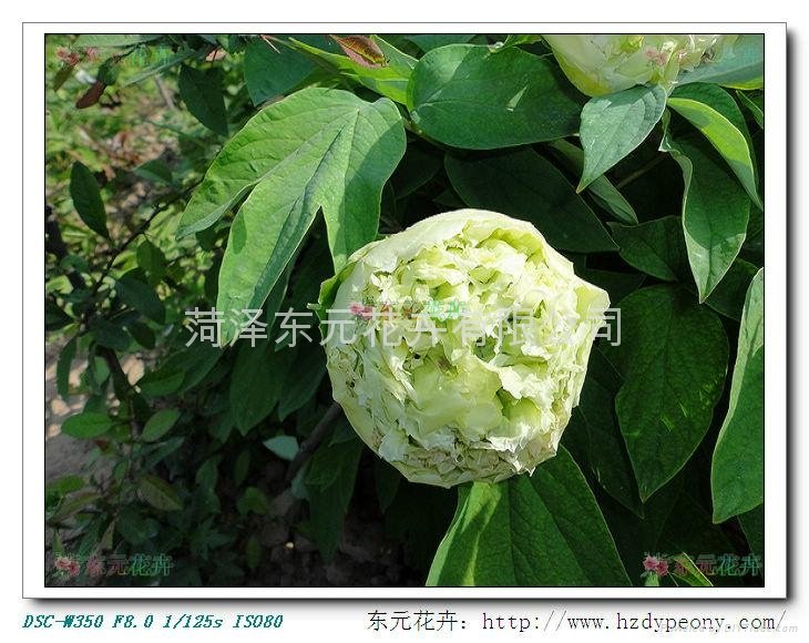 Flowers Peony - Chunliu 2