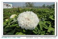 Flowers Peony - Chunliu 3