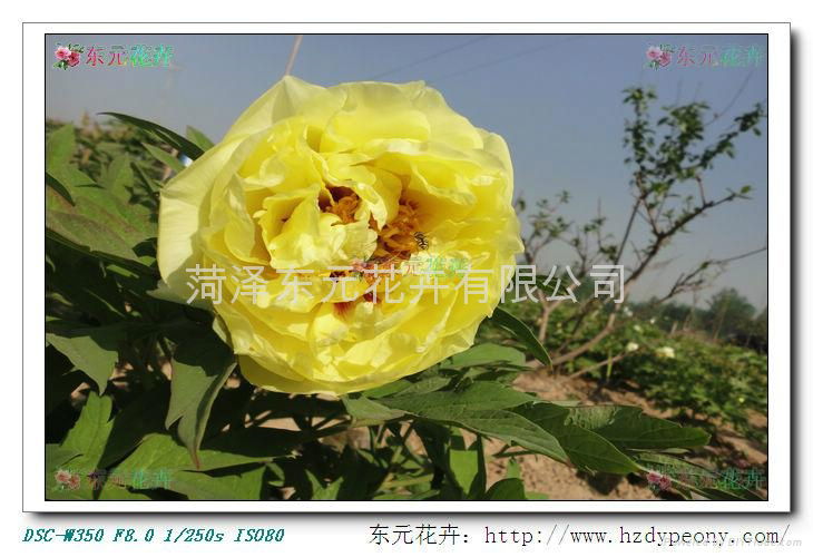 Japanese Peony - Yellow Sea