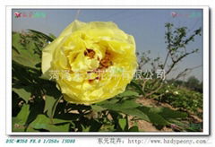 Japanese Peony - Yellow Sea