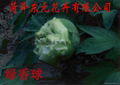 鲜花牡丹-绿香球