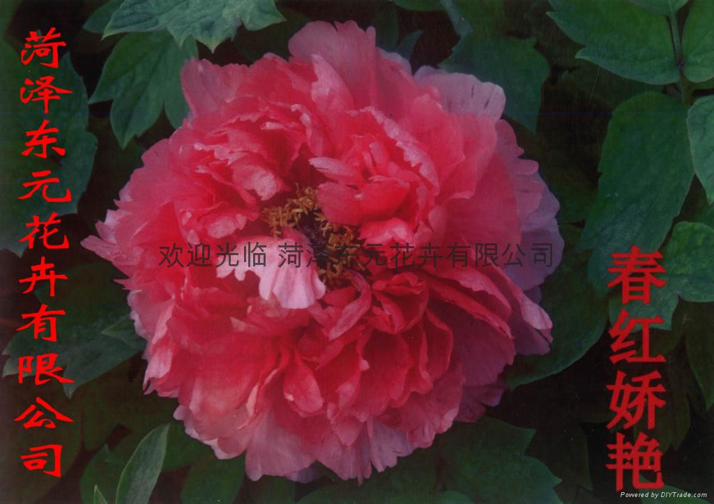 Peony flowers - blooming Chunhong