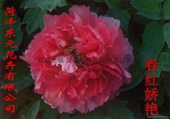 Peony flowers - blooming Chunhong