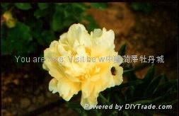 Peony - Golden Wheel 2