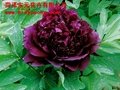 鲜花牡丹-烟龙紫珠盘