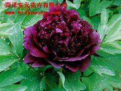 Flowers Peony - Smoke Dragon Callicarpa plate