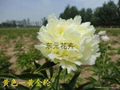 Peony - Golden Wheel 1