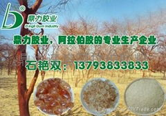 arabic gum powder