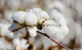 100% natural raw cotton