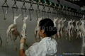 CHICKEN ABATTOIR EQUIPMENT