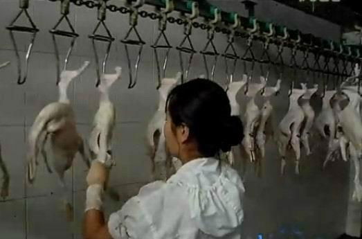 Chicken slaughter equipment in china 2