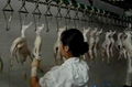 Chicken slaughter equipment in china
