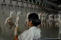 CHICKEN abattoir & slaughter machine