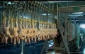 CHICKEN abattoir & slaughter machine 3