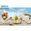 Liquid Lactase Enzyme for Oral Drops