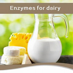 Chymosin Milk Coagulating Enzyme for Cheese Making CHY800