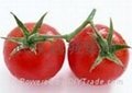 Tomato seed oil 