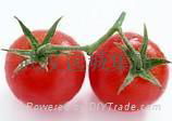 Tomato seed oil 