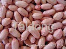 peanut kernels 