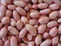 peanut kernels 24/28