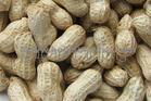 Peanut In Shell