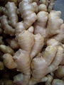 All Year Round, We Export Ginger