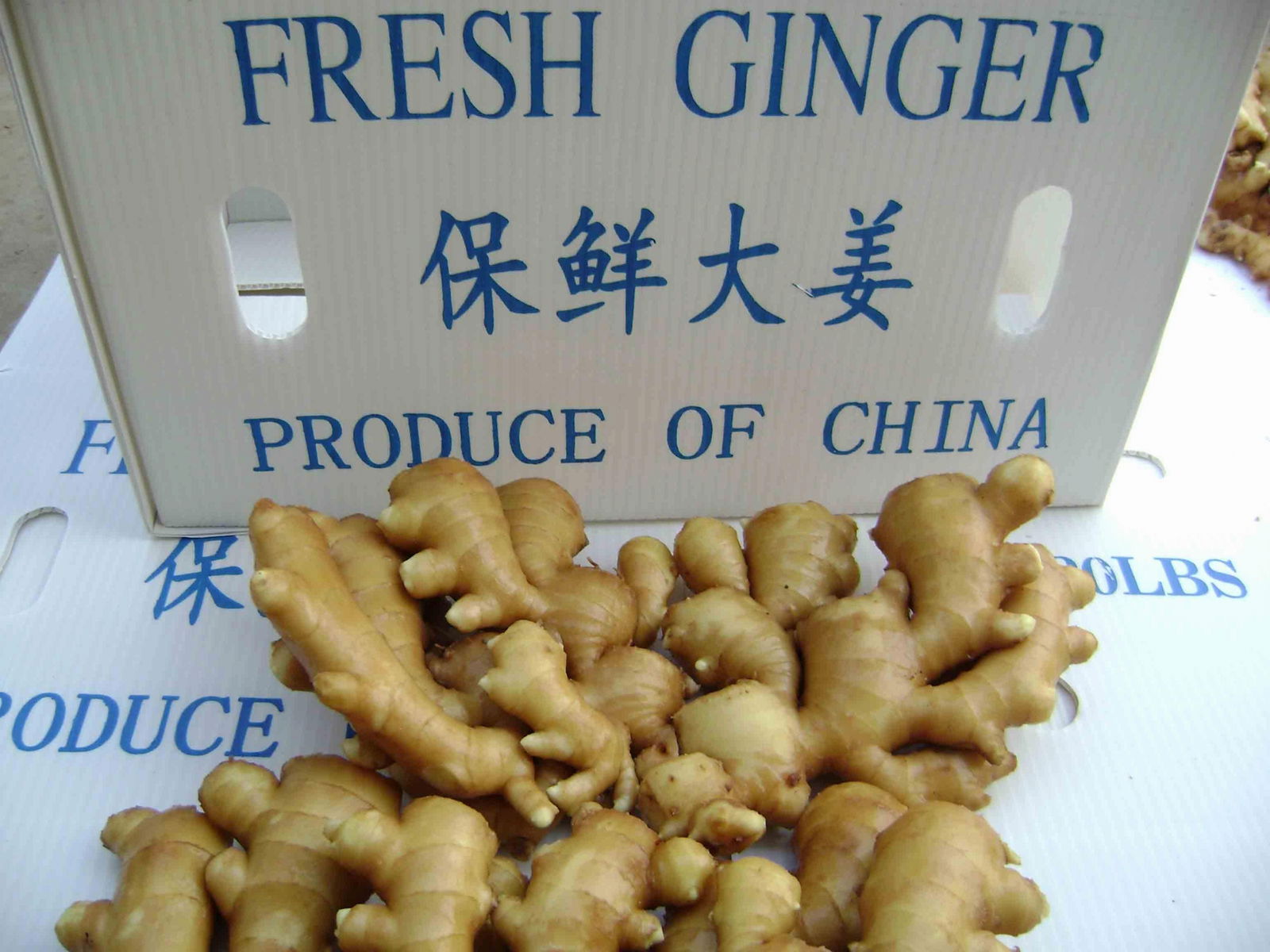 All Year Round, We Export Ginger 4