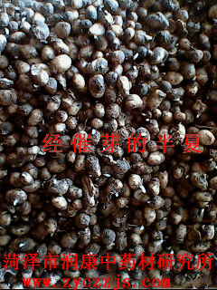 优质旱半夏种茎