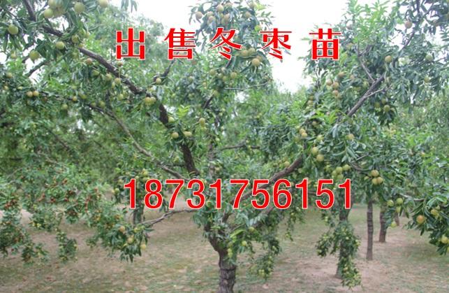 贵州出售冬枣苗