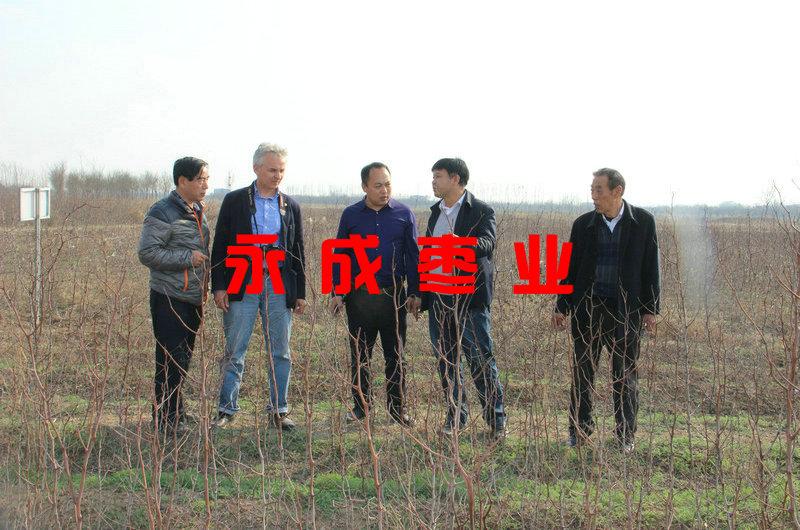 出售国光大枣苗 4