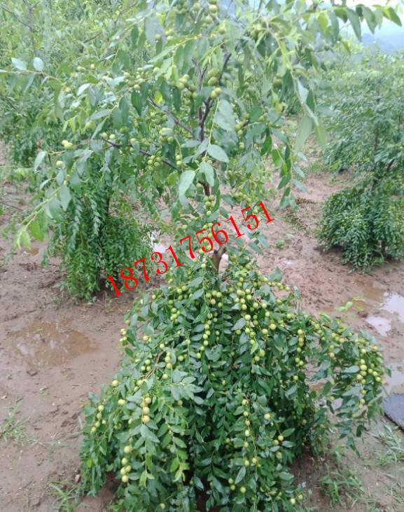 出售药材酸枣苗 4