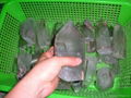 100% natural black phantom quartz points 4