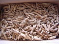 White Ginseng Root (without tail)