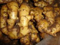 2024 CROPS CHINA FRESH JUMBO GINGER 5