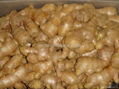 CHINA FRESH SEMI AIR DRIED GINGER 4