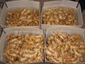 CHINA FRESH SEMI AIR DRIED GINGER 3