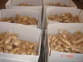 AIR DRIED GINGER 4