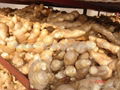 CHINESE FRESH AIR DRIED GINGER 8