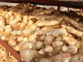 CHINESE FRESH AIR DRIED GINGER