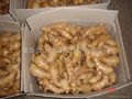 2024 CHINA JUMBO AIR DRIED GINGER 10