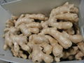 UK MARKET FRESH AIR DRIED GINGER 3